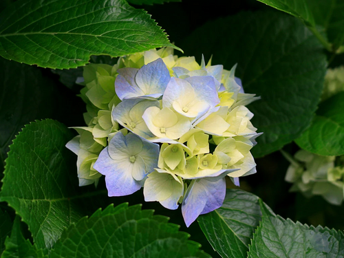 Plush flowers